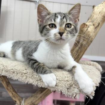 Bramble -  American Shorthair Cat for Adoption in Akron, Ohio - Bramble | PetCurious