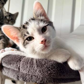 Boo -  Domestic Short Hair Cat for Adoption in Normal, Illinois - Boo | PetCurious