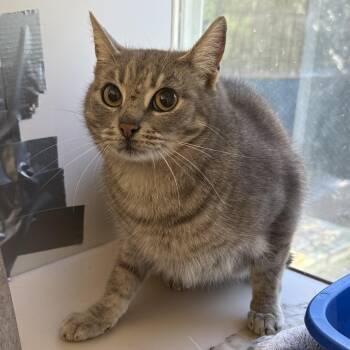 Domestic Short Hair Cats Available for Adoption - TUSC-Wildlife-83464 | PetCurious