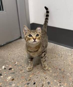 Trajan -  Domestic Short Hair Cat for Adoption in Fort Lupton, Colorado - Trajan | PetCurious