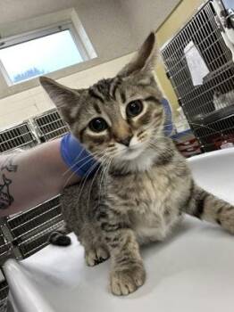 Telc -  Domestic Short Hair Cat for Adoption in Cincinnati, Ohio - Telc | PetCurious