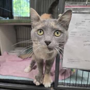 Stormy -  Domestic Short Hair Cat for Adoption in New Hope, Pennsylvania - Stormy | PetCurious