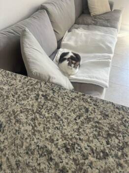 Domestic Short Hair Cats Available for Adoption - Stella | PetCurious
