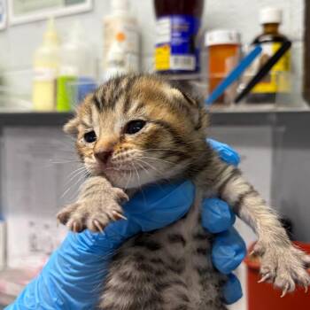 Woody -  Domestic Short Hair Cat for Adoption in Summerville, South Carolina - Woody | PetCurious