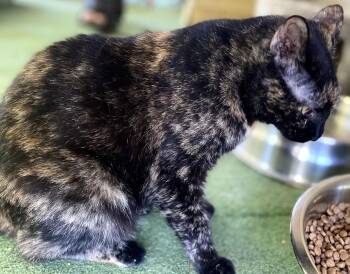 Tortoiseshell and Domestic Short Hair Cats Available for Adoption - Patches | PetCurious