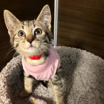 Domestic Short Hair Cats Available for Adoption in Buffalo, New York - Hayley Scamurra | PetCurious