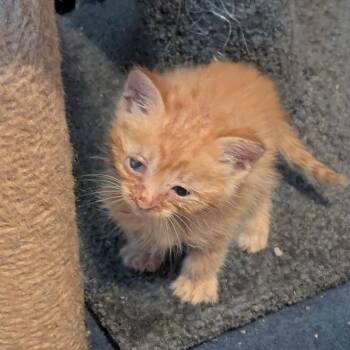 Apricot (purple) -  Domestic Short Hair Cat for Adoption in Winston-salem, North Carolina - Apricot (purple) | PetCurious