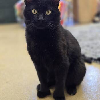 Domestic Short Hair Cats Available for Adoption - Currant  | PetCurious