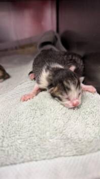 STU -  Domestic Short Hair Cat for Adoption in Jacksonville, Florida - STU | PetCurious