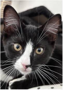 Chupi -  Domestic Short Hair Cat for Adoption in Beacon, New York - Chupi | PetCurious