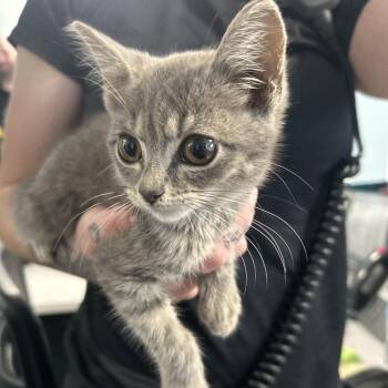 Bushes -  Domestic Short Hair Cat for Adoption in Greensboro, North Carolina - Bushes | PetCurious