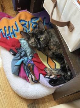 Chocolate -  Domestic Short Hair Cat for Adoption - Chocolate | PetCurious