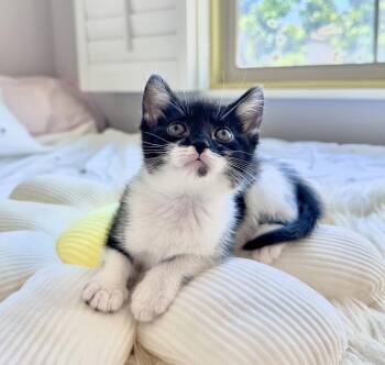 Mickey 3 (Bonded with Minnie 3) -  Domestic Short Hair Cat for Adoption in Riverside, California - Mickey 3 (Bonded With Minnie 3) | PetCurious