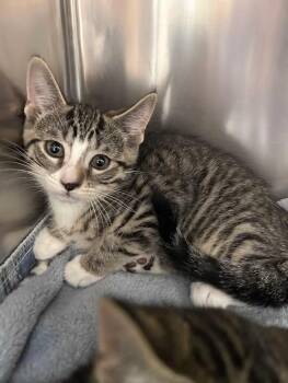 Buzz (Bonded to Woody) -  Domestic Short Hair and Tabby Cat for Adoption in Greensboro, North Carolina - Buzz (Bonded To Woody) | PetCurious