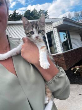 Scotcheroo -  Domestic Short Hair Cat for Adoption in Taycheedah, Wisconsin - Scotcheroo | PetCurious