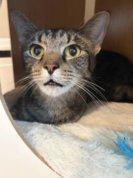 Tootsie -  Domestic Short Hair Cat for Adoption - Tootsie | PetCurious
