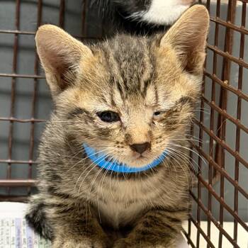 Rescue Domestic Short Hair Cats for Adoption in Yuma, Arizona - Thumbs | PetCurious