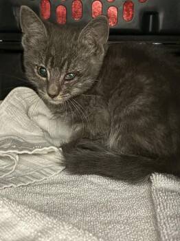FRANCES -  Domestic Short Hair Cat for Adoption in Las Vegas, Nevada - FRANCES | PetCurious