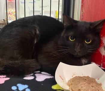 Domestic Short Hair Cats Available for Adoption in Lockhart, Texas - Spooky | PetCurious