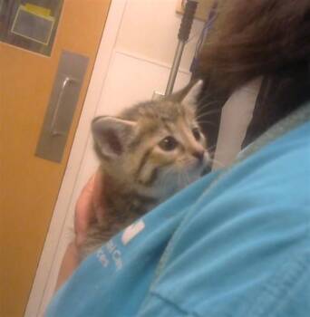 Domestic Short Hair Cats Available for Adoption in Albuquerque, New Mexico - HERMIONE | PetCurious