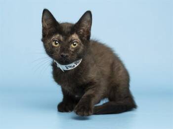APOLLO -  Domestic Short Hair Cat for Adoption in Phoenix, Arizona - APOLLO | PetCurious