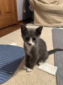 Crimson Chin -  Domestic Short Hair Cat for Adoption in Hobart, Indiana - Crimson Chin | PetCurious