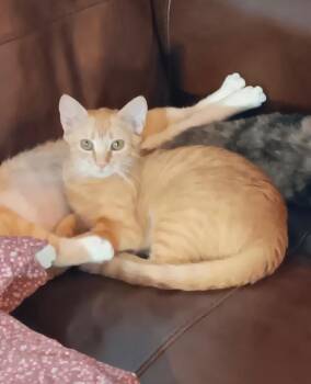 Domestic Short Hair Cats Available for Adoption in Youngtown, Arizona - Maeve | PetCurious
