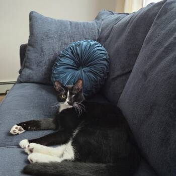 Domestic Short Hair Cats Available for Adoption in Stamford, Connecticut - Meet PJ - Toy-Stealing Snugglebug  | PetCurious