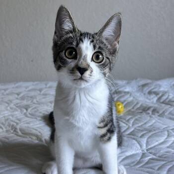 Easter -  Domestic Short Hair Cat for Adoption in Lincoln, California - Easter | PetCurious