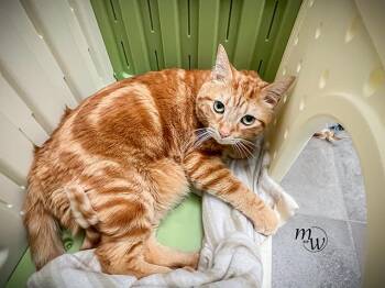 Domestic Short Hair Cats Available for Adoption - WAFFLES | PetCurious