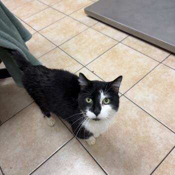 Domestic Short Hair Cats Available for Adoption in Pekin, Illinois - Stacks | PetCurious