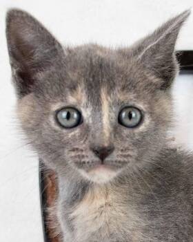 Domestic Short Hair and Dilute Tortoiseshell Cats Available for Adoption in Kennesaw, Georgia - Mabel | PetCurious