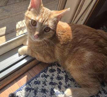 SUNNY -  Domestic Short Hair Cat for Adoption in Kenosha, Wisconsin - SUNNY | PetCurious