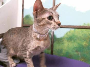 Domestic Short Hair Cats Available for Adoption in Houston, Texas - DARIA | PetCurious