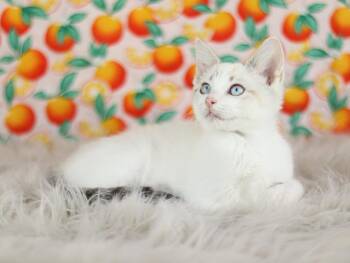 Bluebell -  Domestic Short Hair Cat for Adoption in Lewisburg, Tennessee - Bluebell | PetCurious