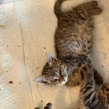 Daylily -  Domestic Short Hair Cat for Adoption in South Elgin, Illinois - Daylily | PetCurious