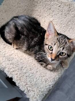 Rescue Domestic Short Hair Cats for Adoption in New Berlin, Wisconsin - Chester | PetCurious