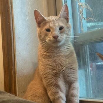 Mercury -  Domestic Short Hair Cat for Adoption in Chicago, Illinois - Mercury | PetCurious