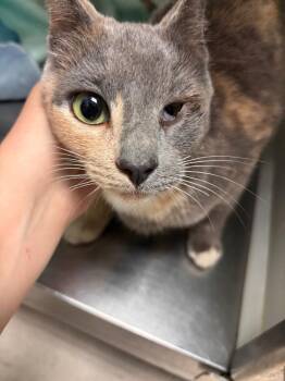 Gypsy -  Domestic Short Hair Cat for Adoption in Morgantown, Kentucky - Gypsy | PetCurious