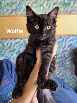 Wolfie -  Domestic Medium Hair Cat for Adoption in Chicopee, Massachusetts - Wolfie | PetCurious