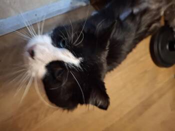 Rescue Tuxedo Cats for Adoption in Lawrenceville, Georgia - Whiskas | PetCurious