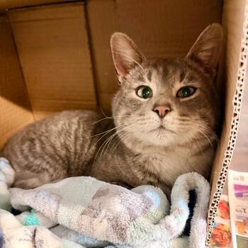 Domestic Short Hair Cats Available for Adoption - Ricky | PetCurious