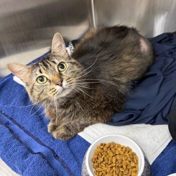 Cassandra -  Domestic Medium Hair Cat for Adoption in Lake Panasoffkee, Florida - Cassandra | PetCurious