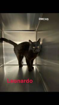 Rescue Domestic Short Hair Cats for Adoption in Burlington, Iowa - Leonardo | PetCurious