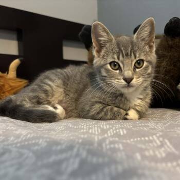 Tabby and Domestic Short Hair Cats Available for Adoption - Junebug | PetCurious