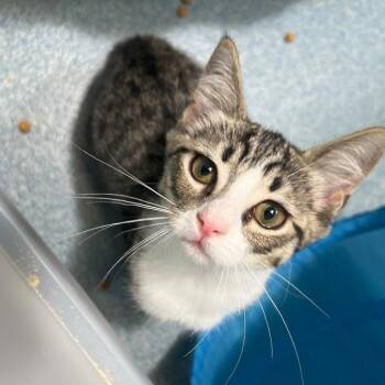 Swift -  Domestic Short Hair Cat for Adoption in Berryville, Virginia - Swift | PetCurious