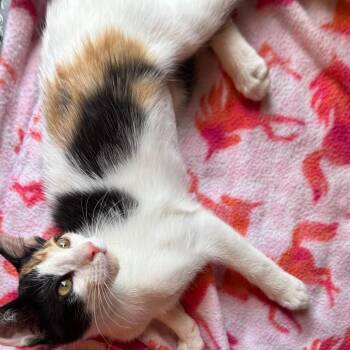 Ella -  Domestic Medium Hair Cat for Adoption in Asher, Oklahoma - Ella | PetCurious