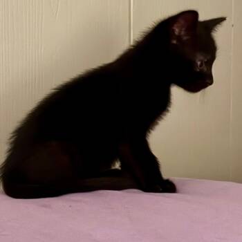 Vivo 24 -  Domestic Short Hair Cat for Adoption in Austin, Texas - Vivo 24 | PetCurious