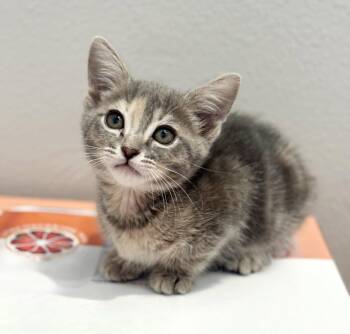 Sweet -  Torbie and Dilute Tortoiseshell Cat for Adoption in Alameda, California - Sweet | PetCurious