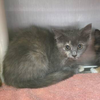 Adrian Balboa -  Domestic Long Hair Cat for Adoption in Fort Wayne, Indiana - Adrian Balboa | PetCurious